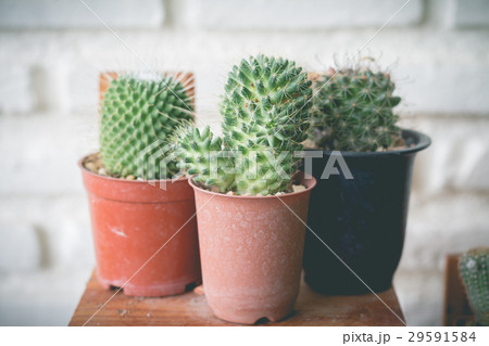 Little cactus plant in the flower pot. cactus. 29591584