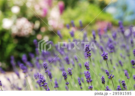 ラベンダー ラベンダー 29591595