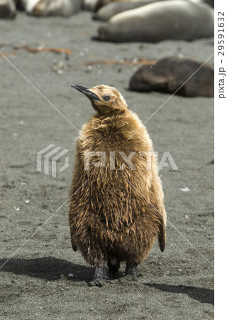 Fluffy King penguin chick 29591632