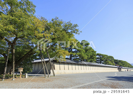 京都御所・清水谷家の椋 京都御所・清水谷家の椋 29591645