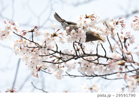 桜　ヒヨドリ 29591790