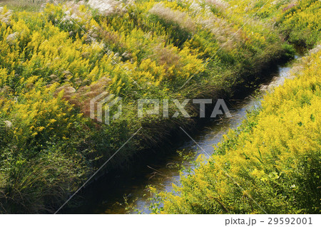 セイタカアワダチソウ セイタカアワダチソウ 29592001