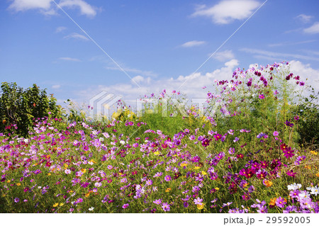 コスモス コスモス 29592005