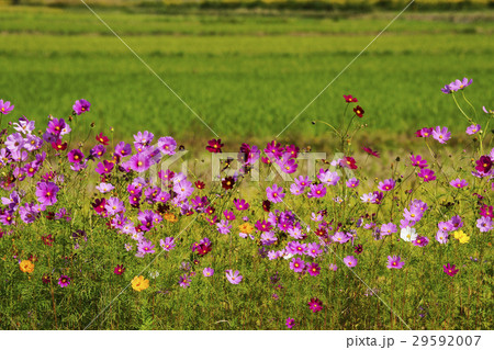 コスモス 29592007
