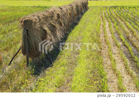 稲木干し 29592012