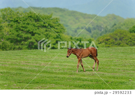 サラブレッド 子馬 サラブレッド 子馬 29592233