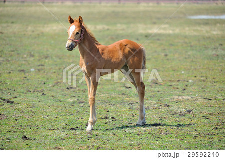 サラブレッド　子馬 29592240