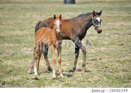 サラブレッド 子馬 サラブレッド 子馬 29592244