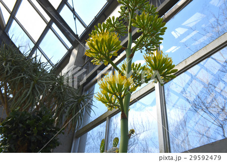 百年に一度のアガベの花 百年に一度のアガベの花 29592479