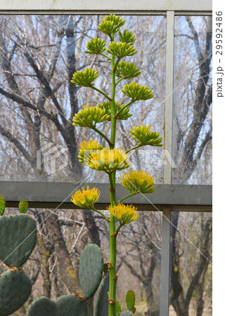百年に一度のアガベの花 29592486