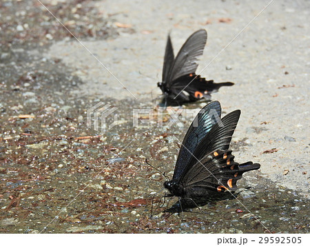 ミヤマカラスアゲハとオナガアゲハの吸水 ( 2016年春5月 福井県大野市 ) 29592505