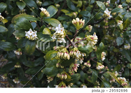 咲き始めた白い花の沈丁花 咲き始めた白い花の沈丁花 29592696