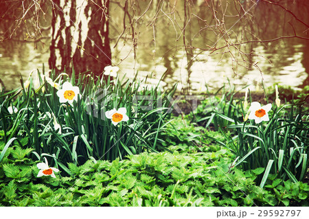 White daffodils, nettle, and birch, beauty filter 29592797