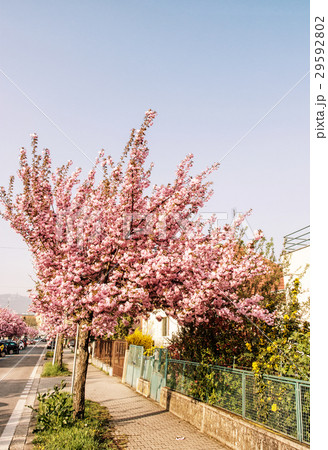 Flowering sakura tree in the street, photo filter 29592802