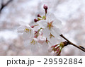 桜 29592884