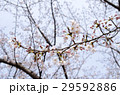 桜 29592886