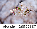 桜 29592887