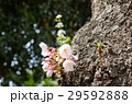 桜 29592888