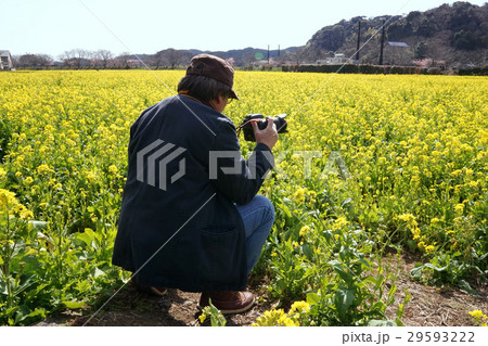菜の花と男性 29593222