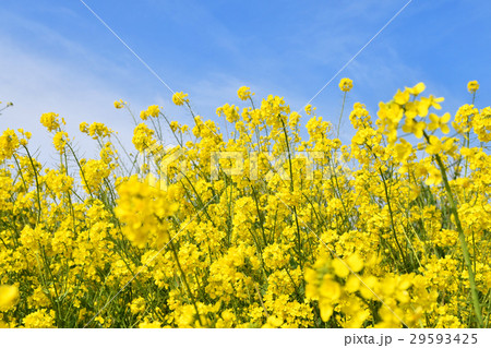 菜の花畑 菜の花畑 29593425
