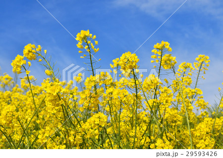 菜の花畑 菜の花畑 29593426