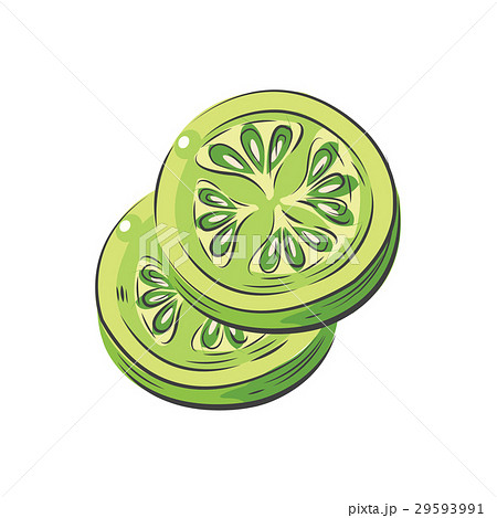 green Tomato Sliced  vector drawing watercolor 29593991