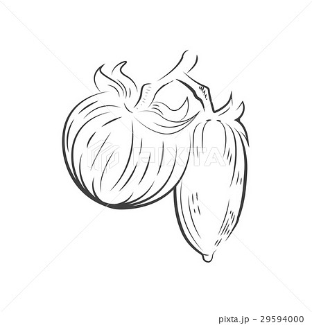 Tomato drawing icon vector Tomato drawing icon vector 29594000