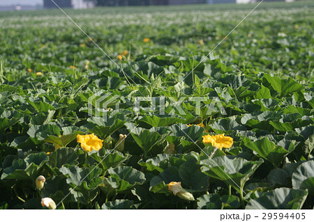 かぼちゃ畑 29594405