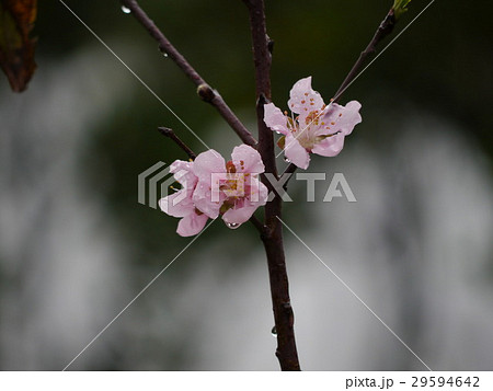 雨の日の桜 29594642
