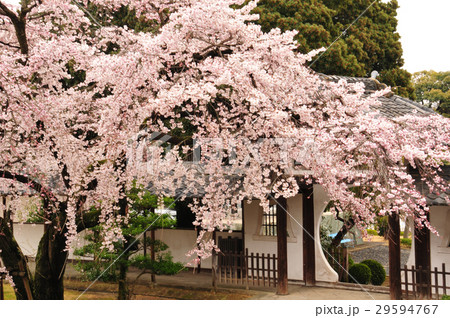 香積院の桜 香積院の桜 29594767