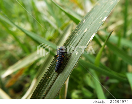ナナホシテントウ　幼虫 29594974