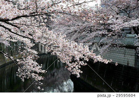 江戸川公園、神田川沿いの桜（4月）東京都文京区 29595604