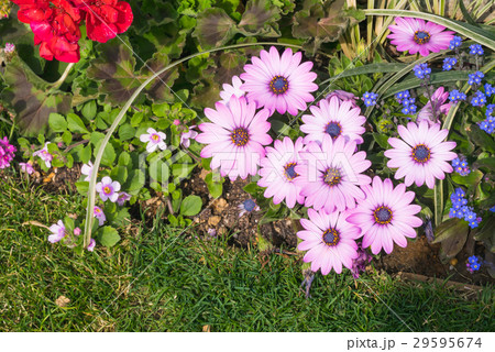 ディモルフォセカ 横浜市 神奈川県 29595674