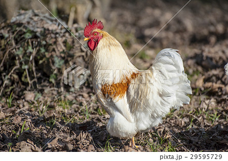 White rooster 29595729