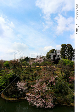 ホテル椿山荘東京の桜と三重塔（4月）東京都文京区 29595788