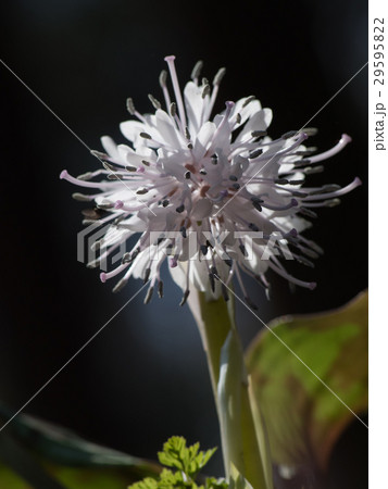 白いショウジョウバカマ 白いショウジョウバカマ 29595822