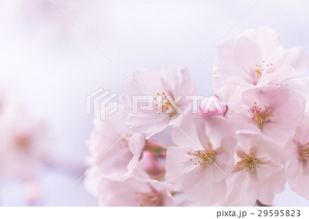 桜 29595823