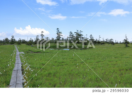 松山湿原 えぞ松沼 29596030
