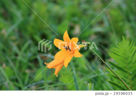 雨のエゾカンゾウ 雨のエゾカンゾウ 29596035