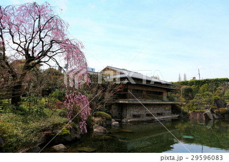 目白庭園の枝垂れ桜と赤鳥庵（4月）東京都豊島区 29596083