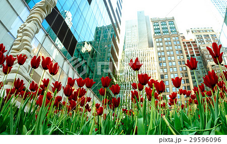 Red tulips 29596096