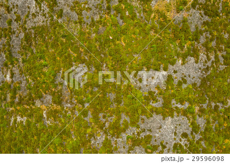 abstract backgrounds Green moss on a wall 29596098