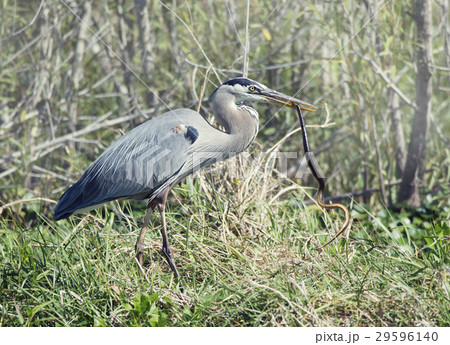 Great Blue Heron with a snake in its beak 29596140