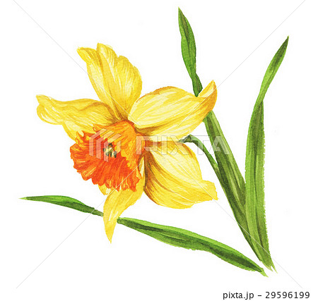 daffodil17402pix1 daffodil17402pix1 29596199