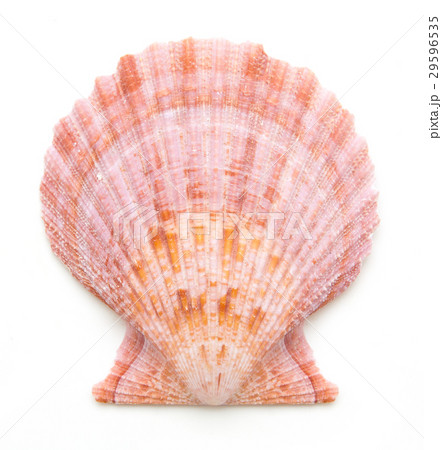 clam mollusc shells isolated on white 29596535