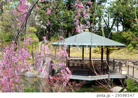 目白庭園の枝垂れ桜と六角浮き見堂(4月)東京都豊島区 目白庭園の枝垂れ桜と六角浮き見堂(4月)東京都豊島区 29596547