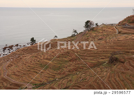 能登半島輪島白米の千枚田の風景 能登半島輪島白米の千枚田の風景 29596577