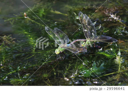 ギンヤンマの産卵 29596641