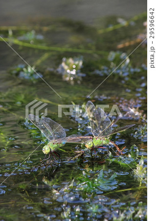 ギンヤンマの産卵 29596642