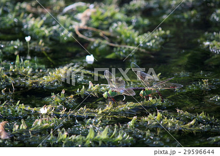 ギンヤンマの産卵 ギンヤンマの産卵 29596644